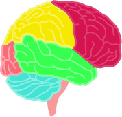 Brain