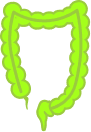 Large Intestine